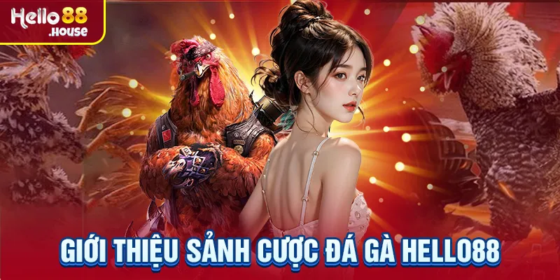 Giới thiệu sảnh cược đá gà Hello88